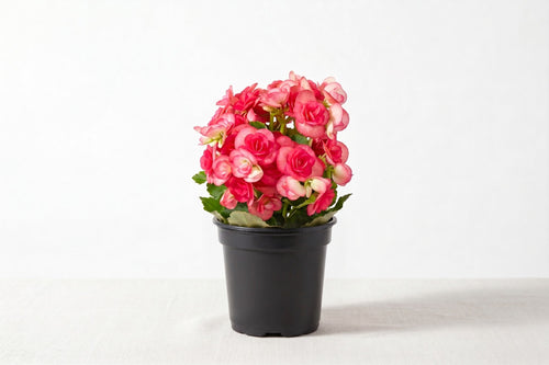 Begônia rosa em vaso - Jardim do Pêssego