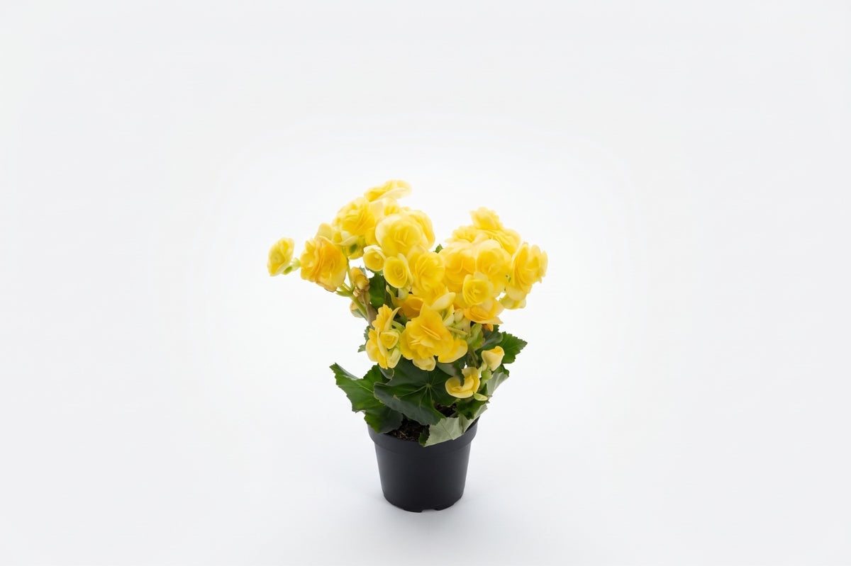 Cíclame amarelo em vaso - Jardim do Pêssego