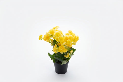 Cíclame amarelo em vaso - Jardim do Pêssego
