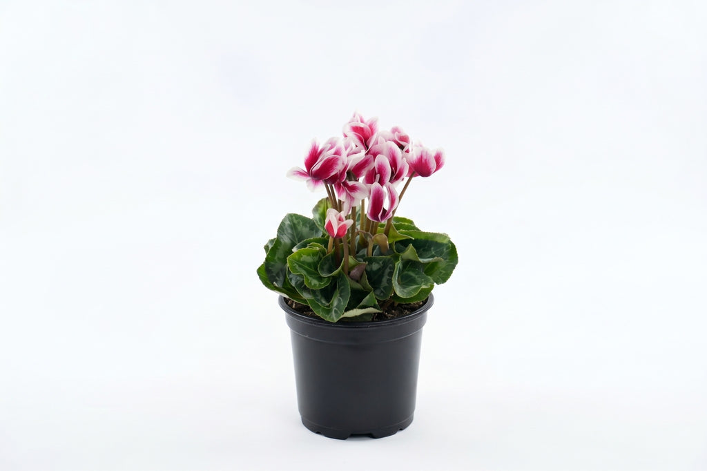 Cíclame rosa bicolor em vaso - Jardim do Pêssego