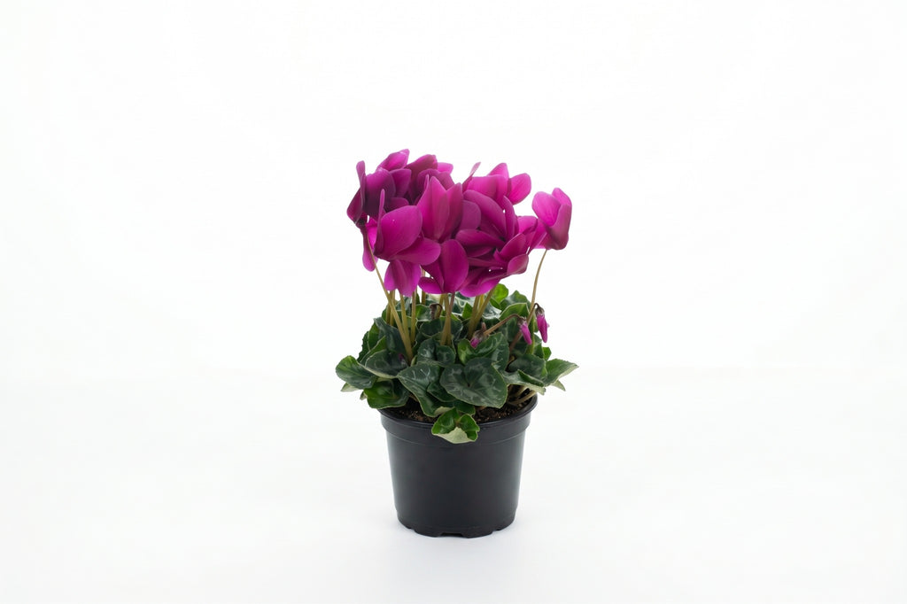 Cíclame rosa choque em vaso - Jardim do Pêssego