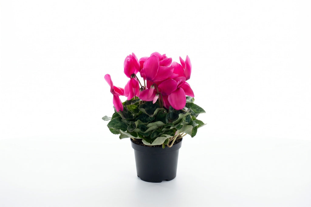 Cíclame rosa claro em vaso - Jardim do Pêssego