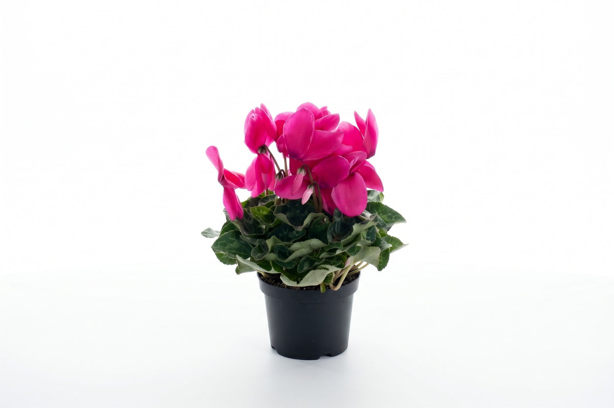 Cíclame rosa claro em vaso - Jardim do Pêssego