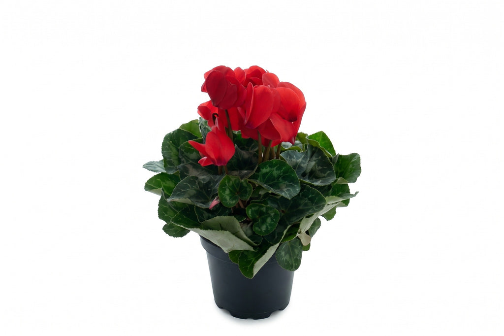 Cíclame vermelho em vaso - Jardim do Pêssego