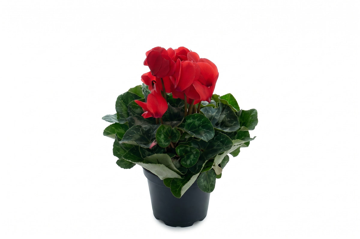 Cíclame vermelho em vaso - Jardim do Pêssego