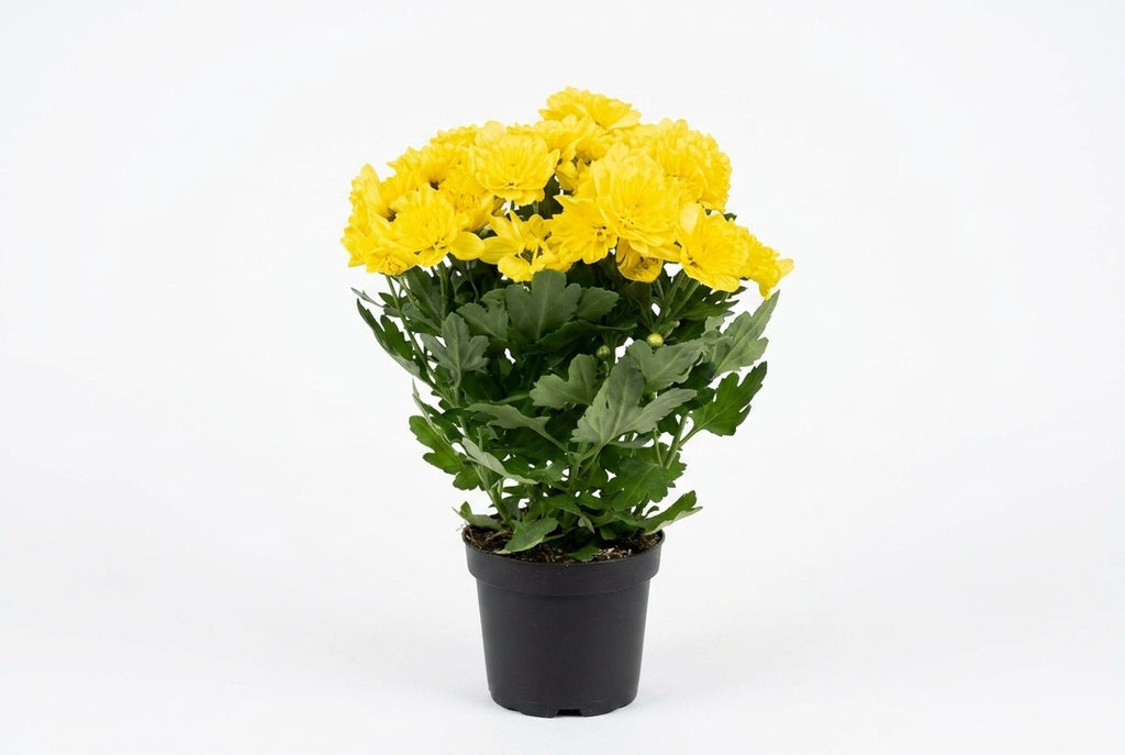 Crisântemo Mum amarelo em vaso - Jardim do Pêssego