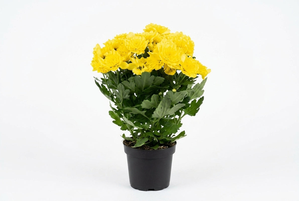 Crisântemo Mum amarelo em vaso - Jardim do Pêssego