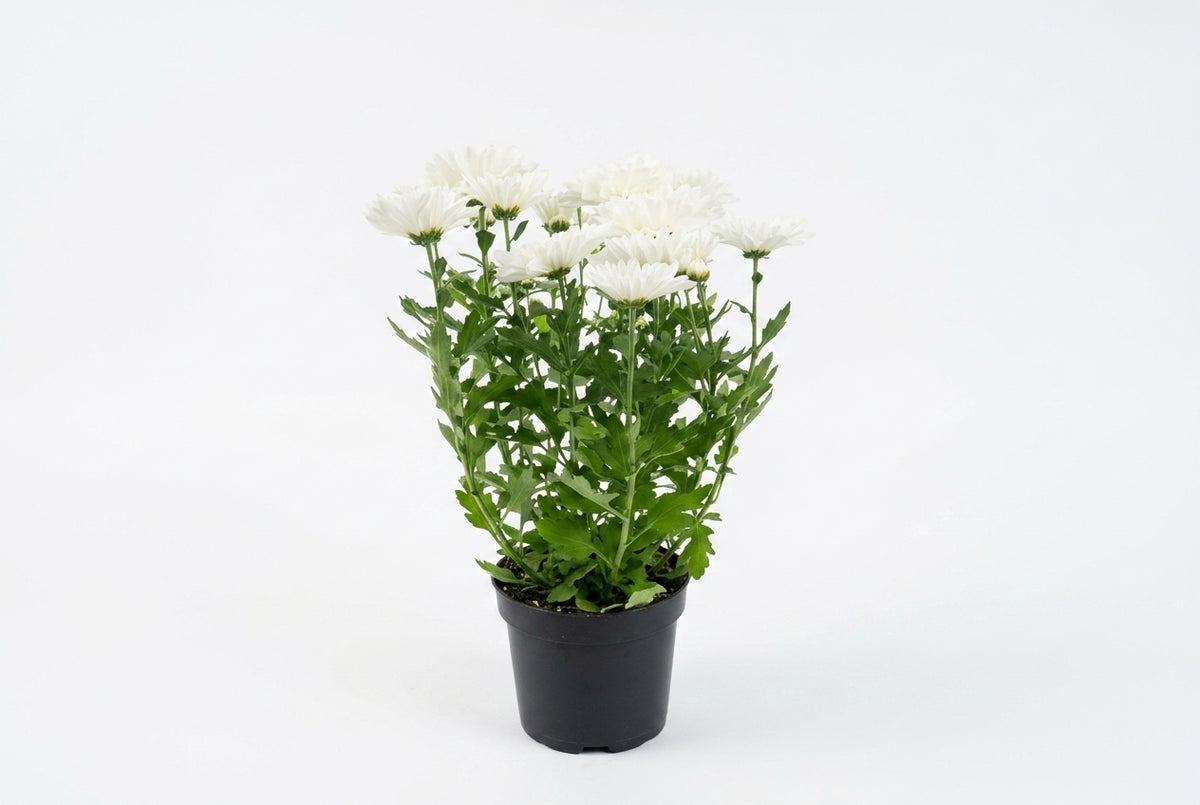 Crisântemo Mum branco em vaso - Jardim do Pêssego