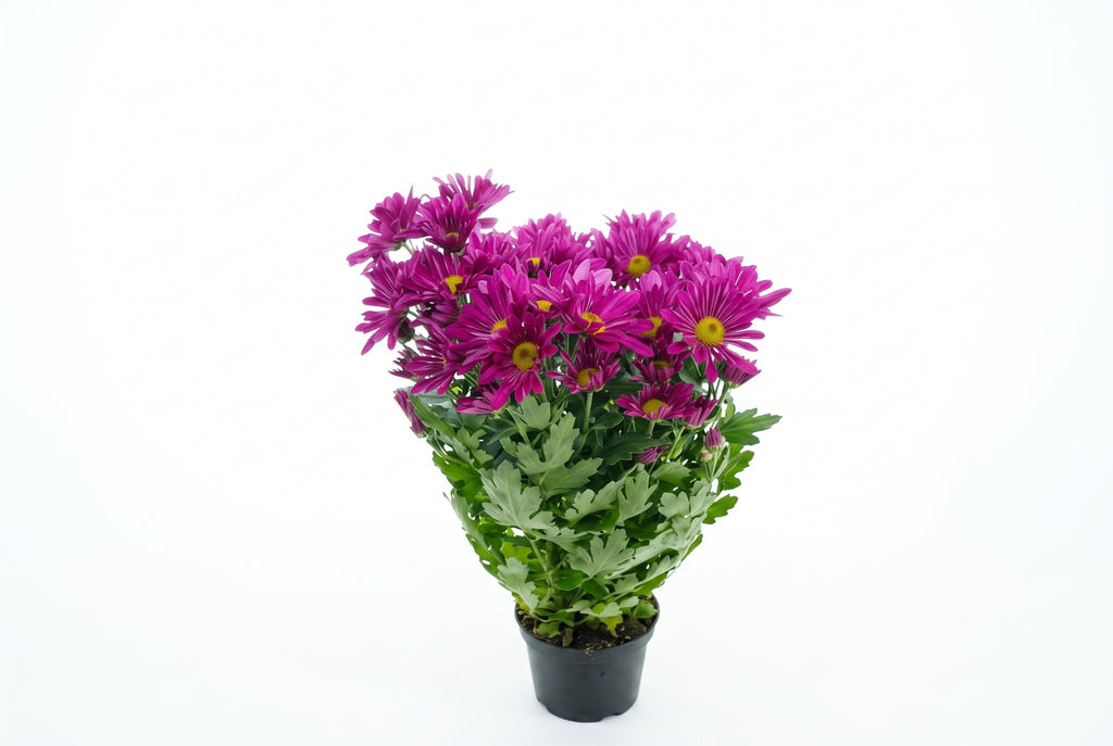 Crisântemo Mum roxo em vaso - Jardim do Pêssego