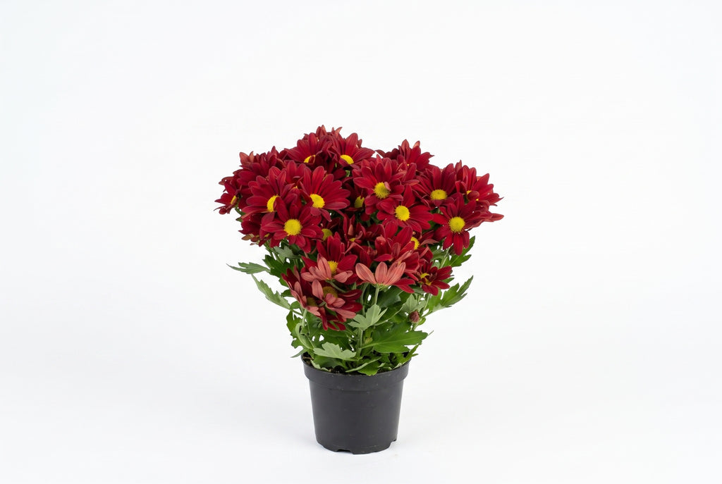 Crisântemo vermelho em vaso - Jardim do Pêssego