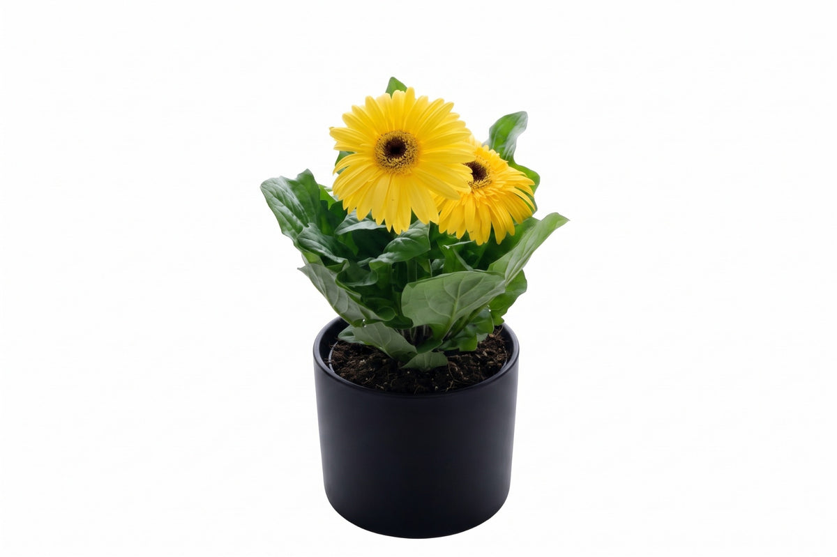 Gérbera amarela em vaso - Jardim do Pêssego