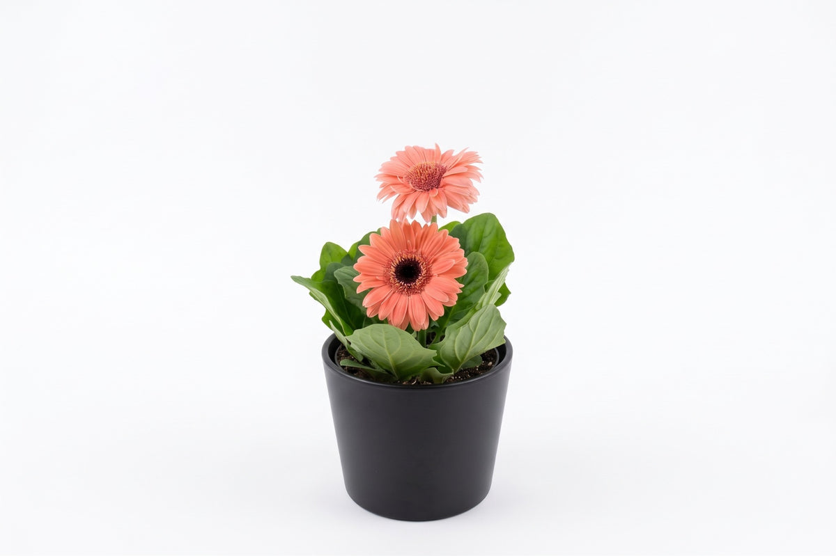 Gérbera rosa em vaso - Jardim do Pêssego