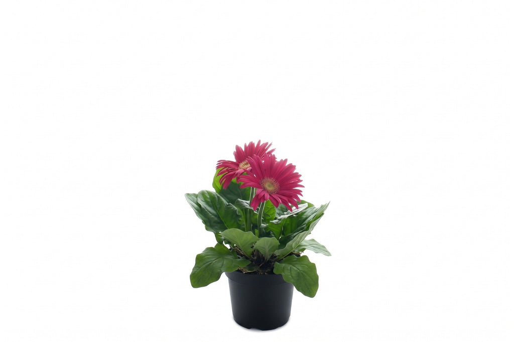 Gérbera vermelha em vaso - Jardim do Pêssego