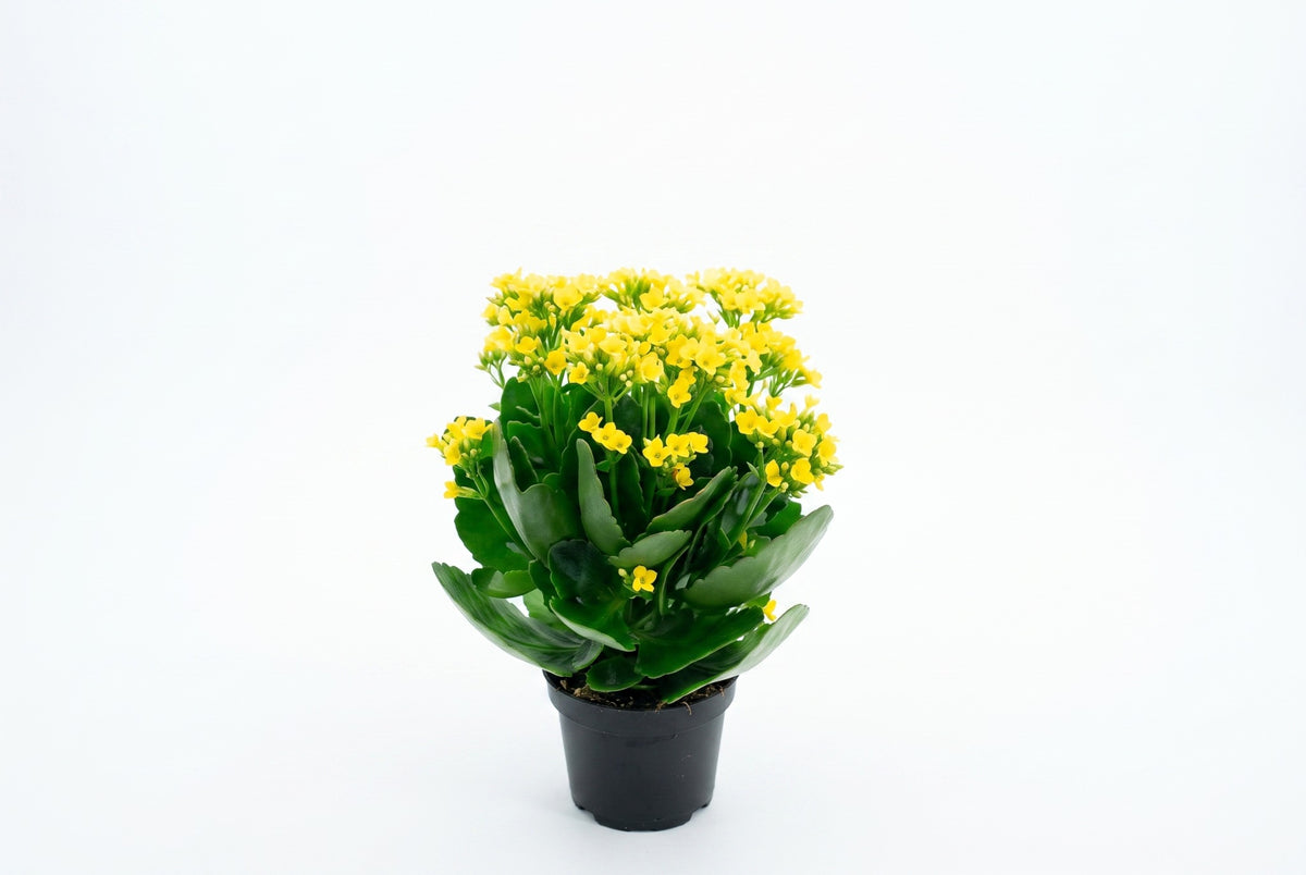 Kalanchoe amarela em vaso - Jardim do Pêssego