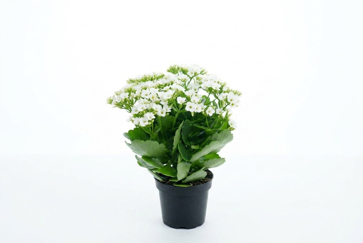 Kalanchoe branca em vaso - Jardim do Pêssego