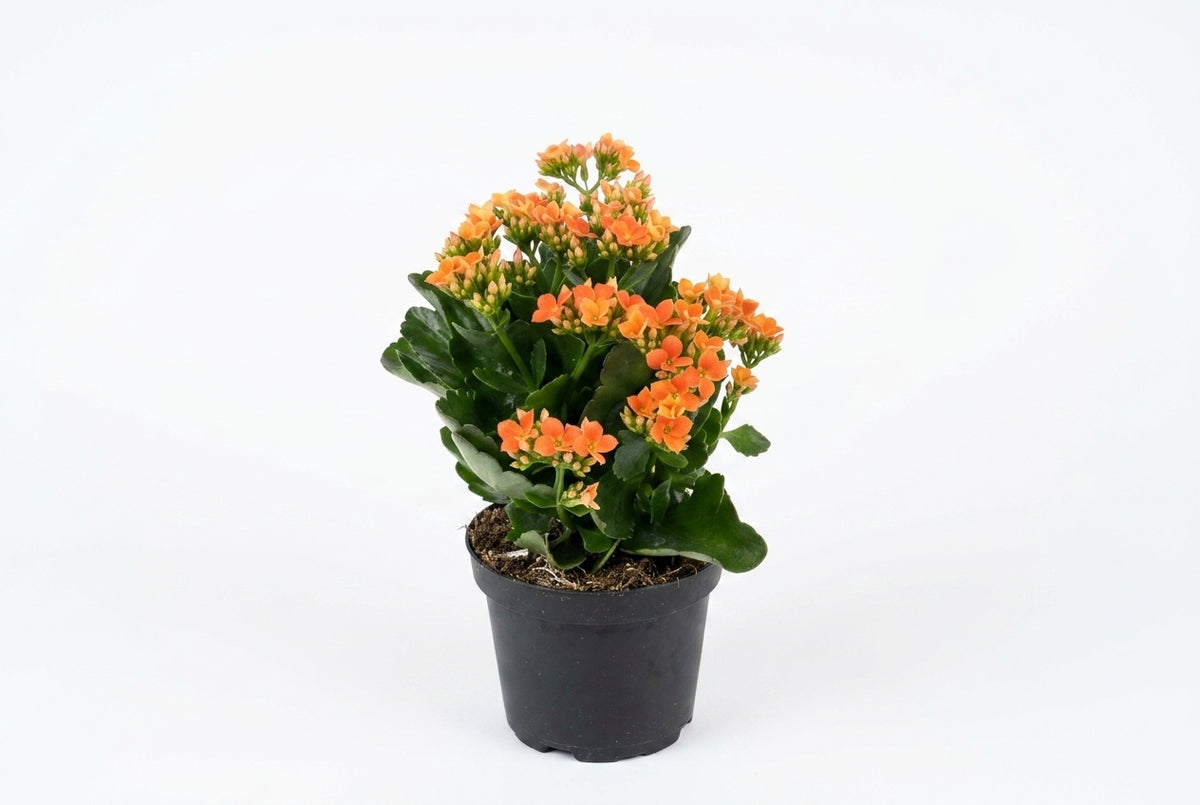 Kalanchoe laranja em vaso - Jardim do Pêssego
