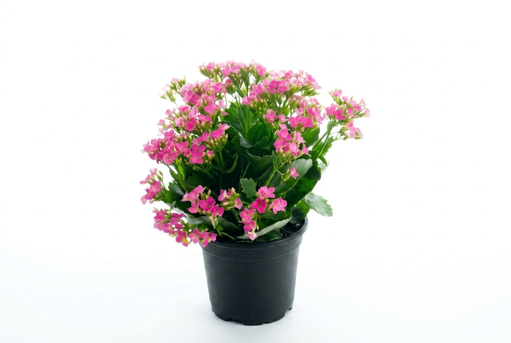 Kalanchoe rosa em vaso - Jardim do Pêssego