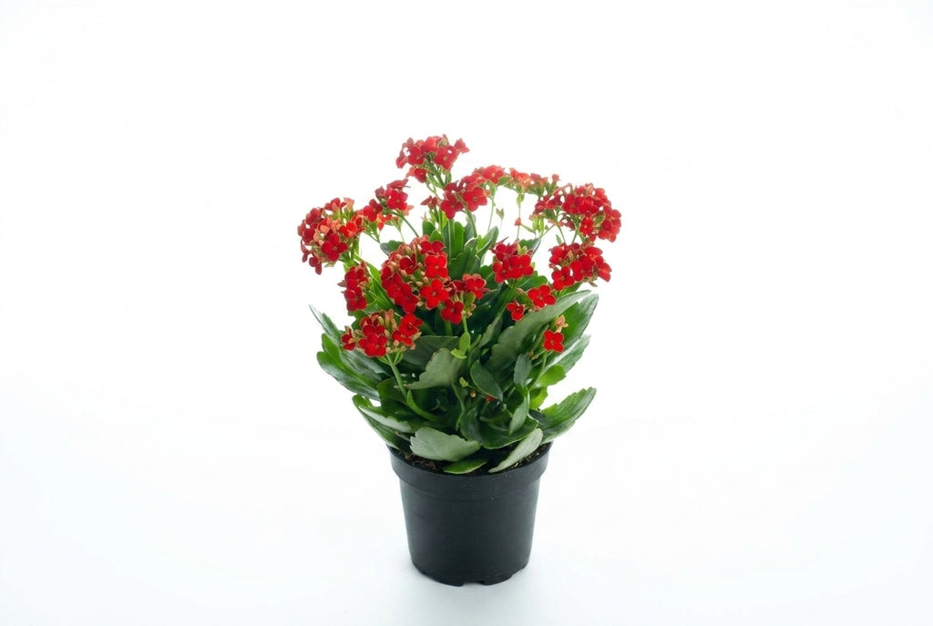 Kalanchoe vermelha em vaso - Jardim do Pêssego