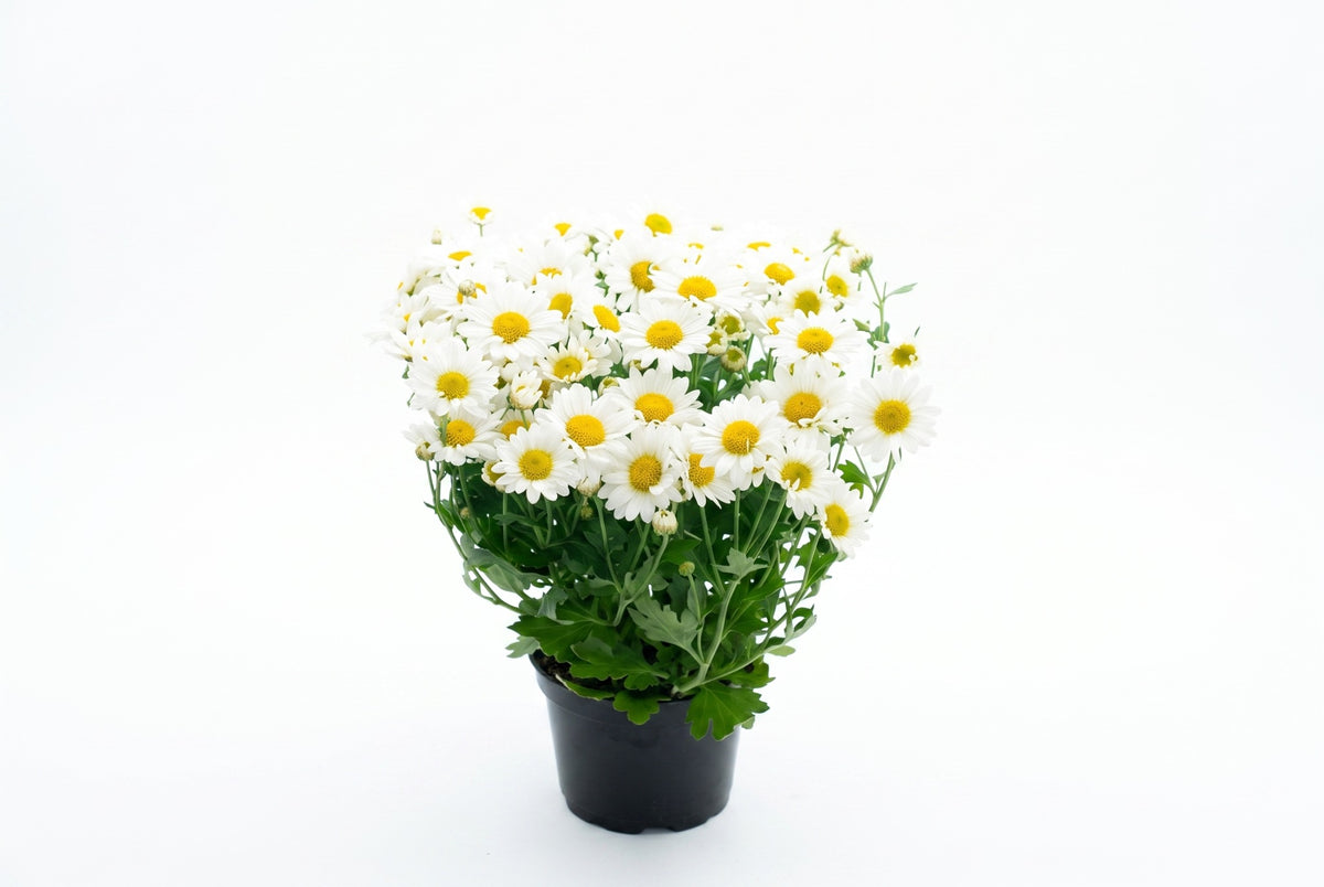 Margarida branca em vaso - Jardim do Pêssego