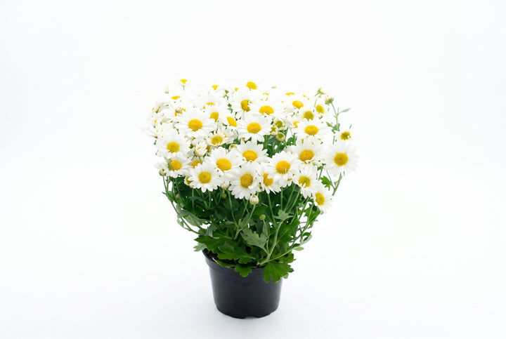 Margarida branca em vaso - Jardim do Pêssego